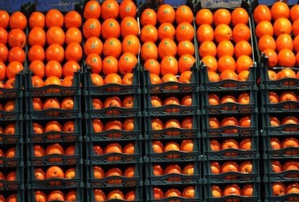 عرضه میوه شب عید 10 درصد زیر قیمت بازار